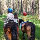 Pony