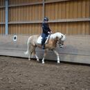 haflinger