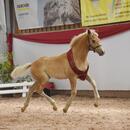 haflinger